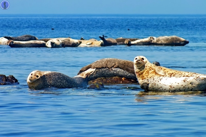 Остров Путятина в Японском море. Он входит в ЗАТО, но доступен для всех