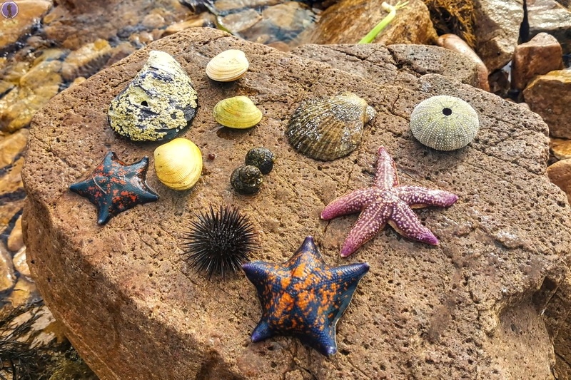 Остров Путятина в Японском море. Он входит в ЗАТО, но доступен для всех