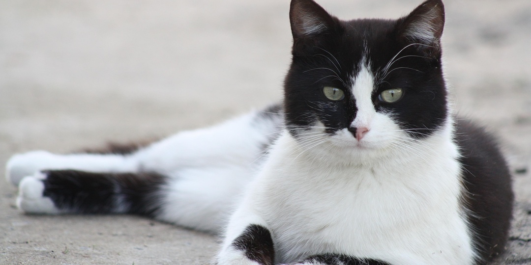 Он просто хотел вернуться