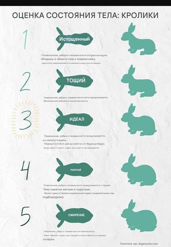 Схема была найдена на сайте иностранной ветклиники, а затем переведена в переводчике. Поэтому формулировки немного нескладные.