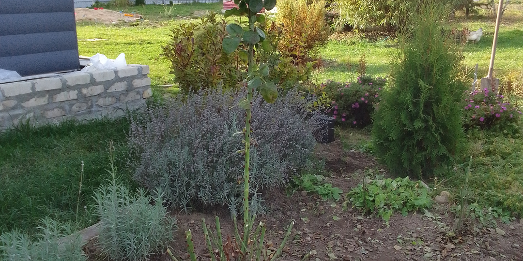 Октябрь - месяц обрезки. Как я обрезаю гортензии, розы и прочее.