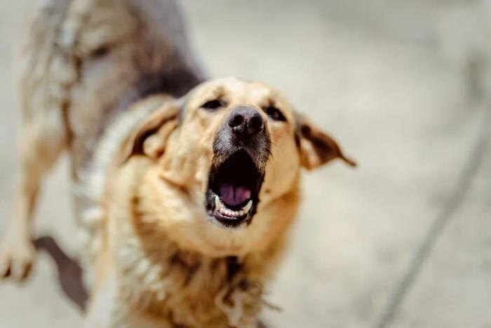 Обложка © Shutterstock / FOTODOM / Iryna_Shmihel
