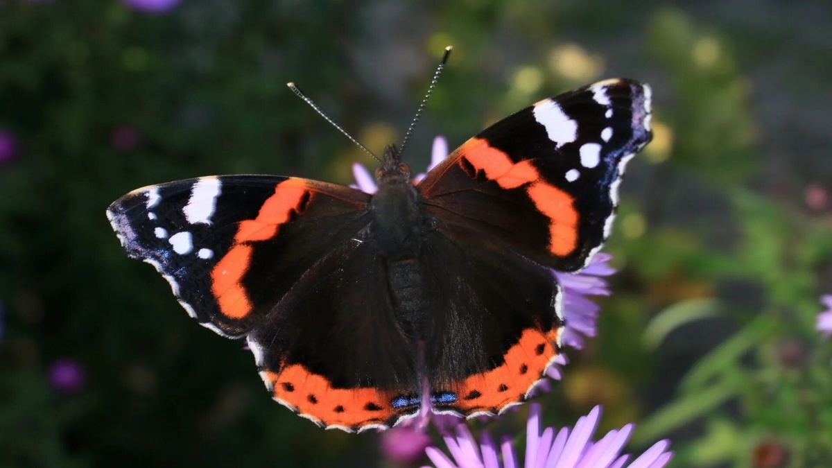 Фото с сайта: https://wallpapercrafter.com/278073-___rusaka-admira-wierzch-skrzyde.html