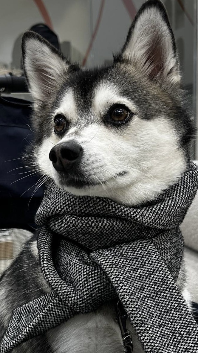 Вольт красавчик 