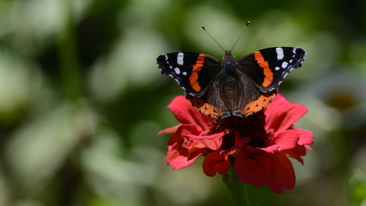 Фото с сайта: https://www.goodfon.com/download/tsvetok-babochka-admiral-makro-boke/1920x1080/