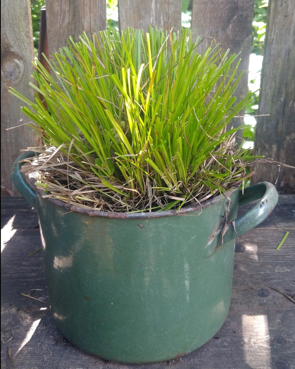 Осока в контейнере июнь