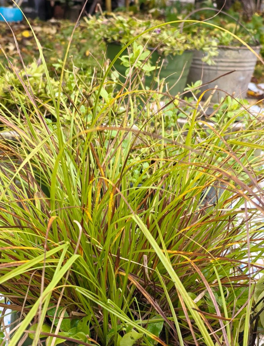 Осока в контейнере, октябрь