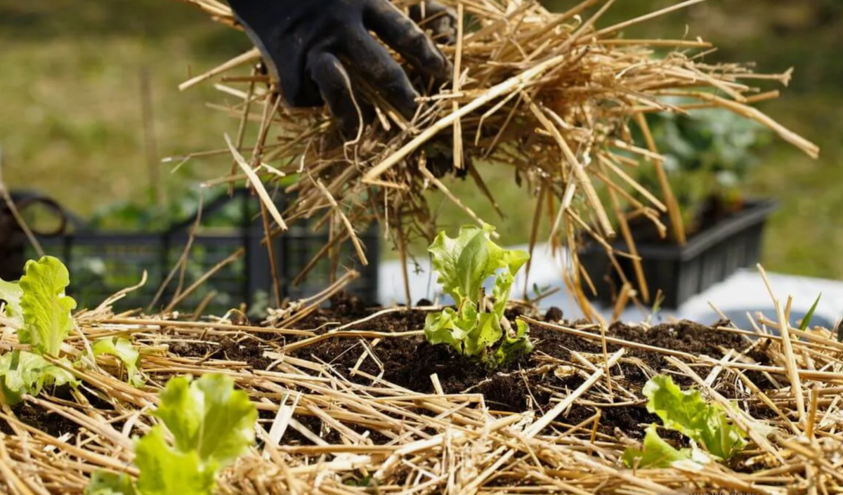 сено вместо плёнки