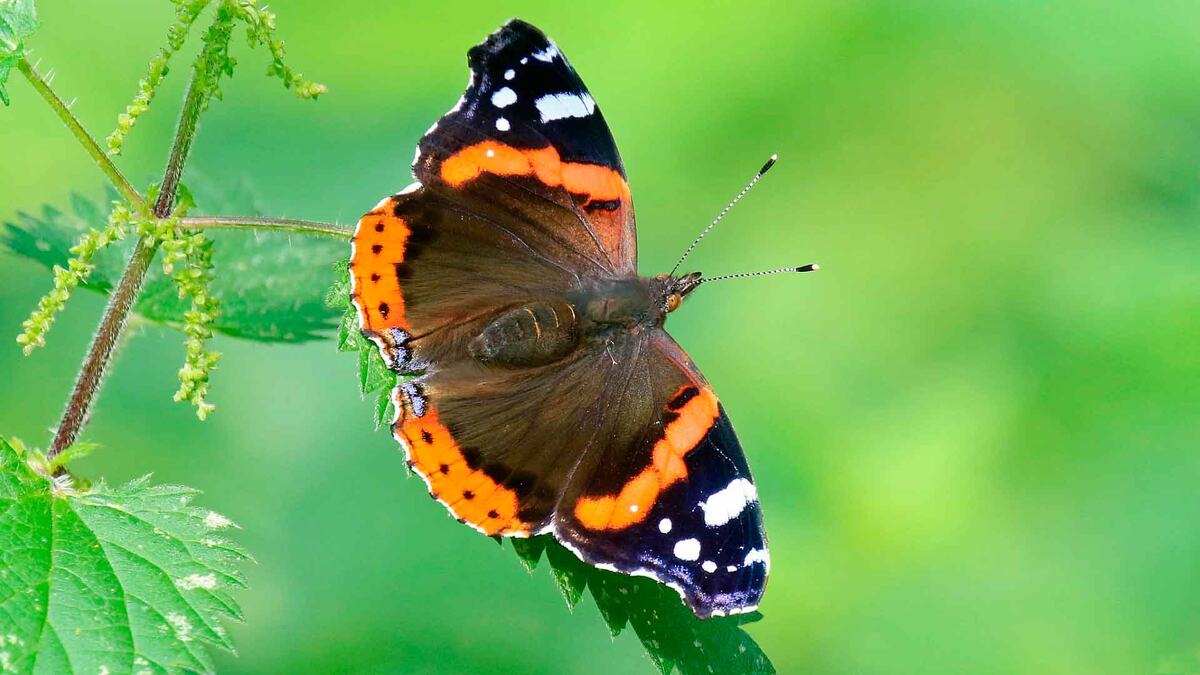 Фото с сайта6 https://animaljournal.ru/article/babochka_admiral