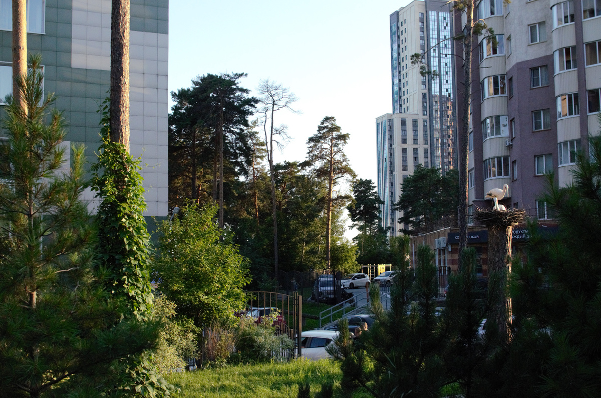 Улица Сухарная. Высотки соседствуют с вековыми соснами. 