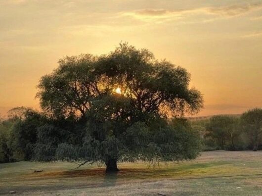    старинная ива Ростовской области // фото: donland.ru