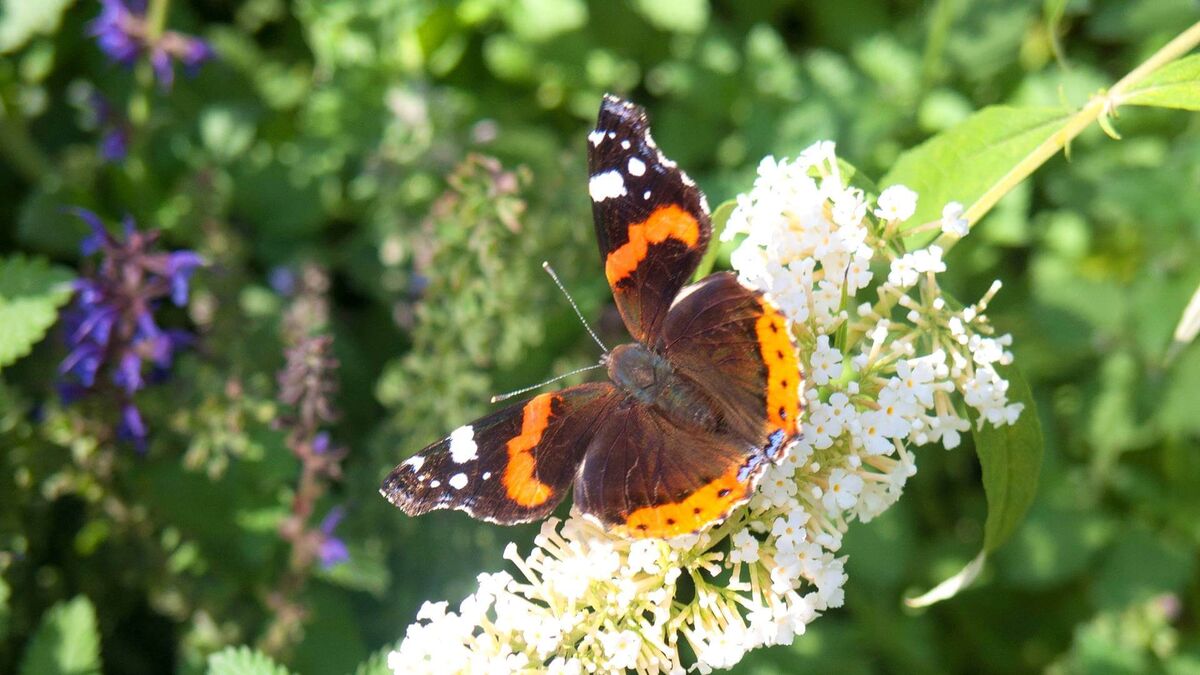 Фото с сайта: https://wildfauna.ru/babochka-admiral