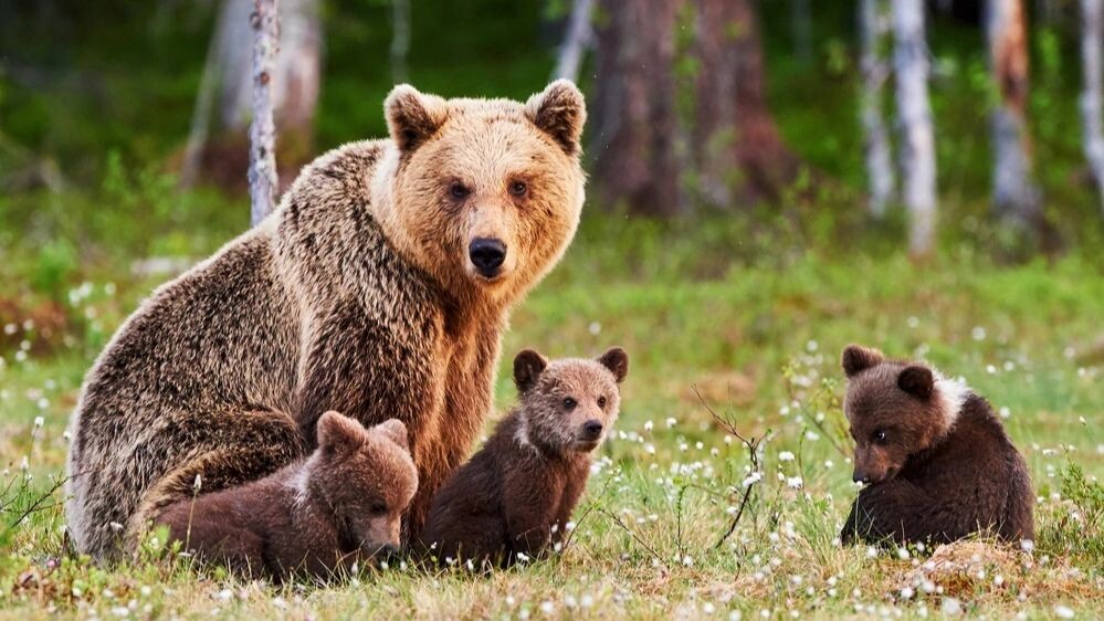    Фото: ArCaLu/Shutterstock/Fotodom
