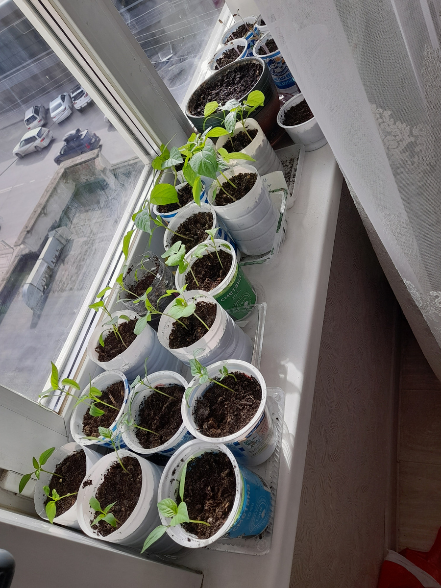 Фото автора.  Рассада 2025. Начало