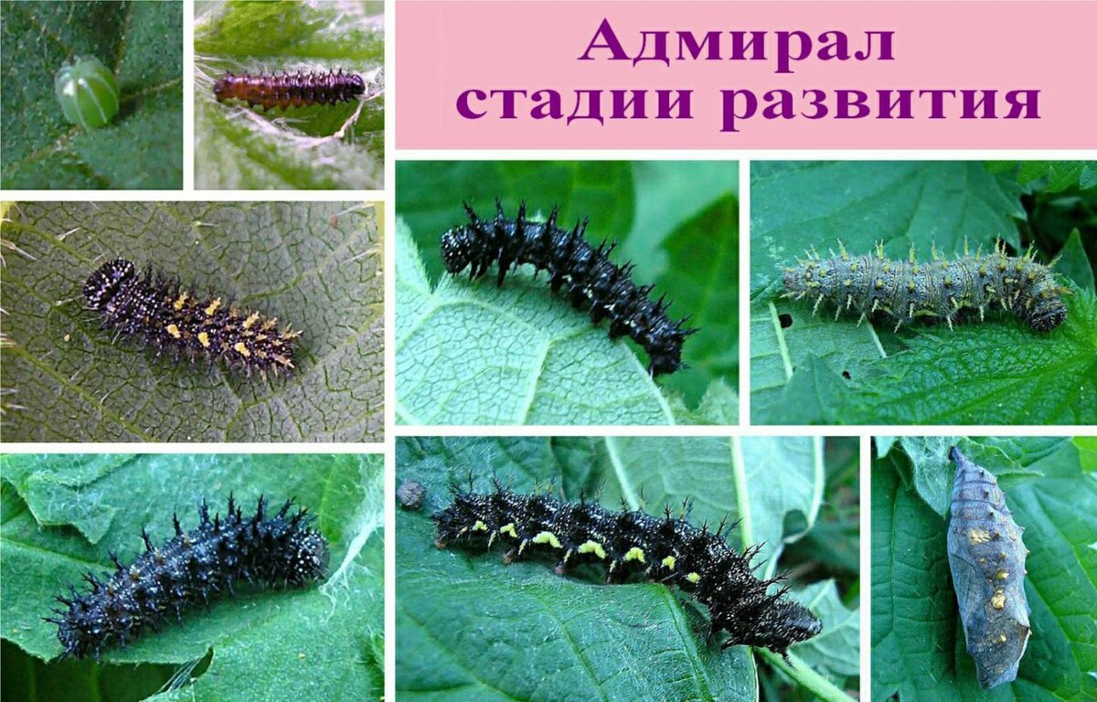 Фото с сайта: https://macroclub.ru/gallery/showphoto.php?photo=51992&cat=500&ppuser=10285