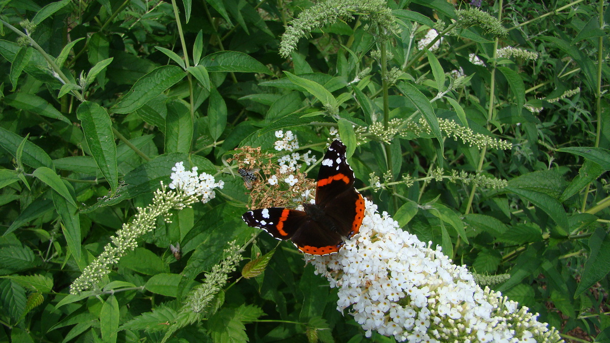 Фото с сайта: https://commons.m.wikimedia.org/wiki/File:Ruhland,_Parkstr._7,_Admiral_(Vanessa_atalanta)_auf_Schmetterlingsflieder-Blüte_(weiß),_Sommer_01.jpg