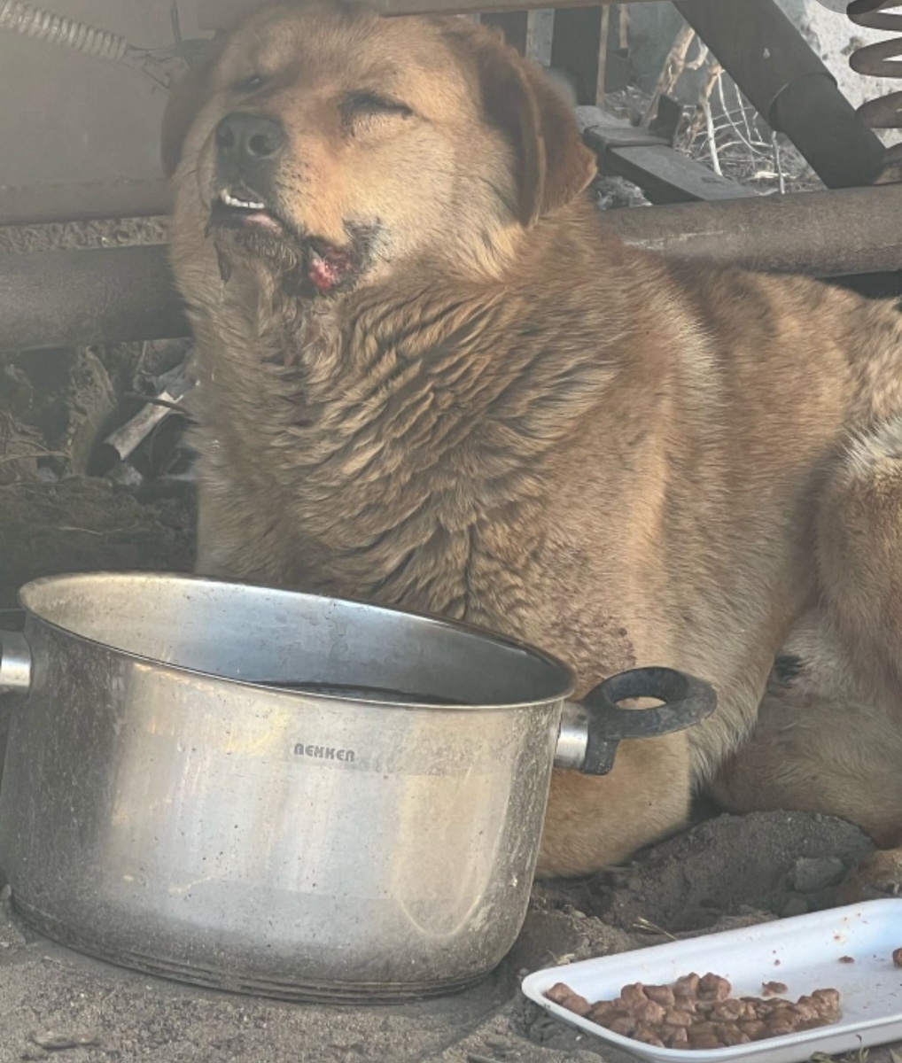 Лисенок, в день, когда его обнаружили 