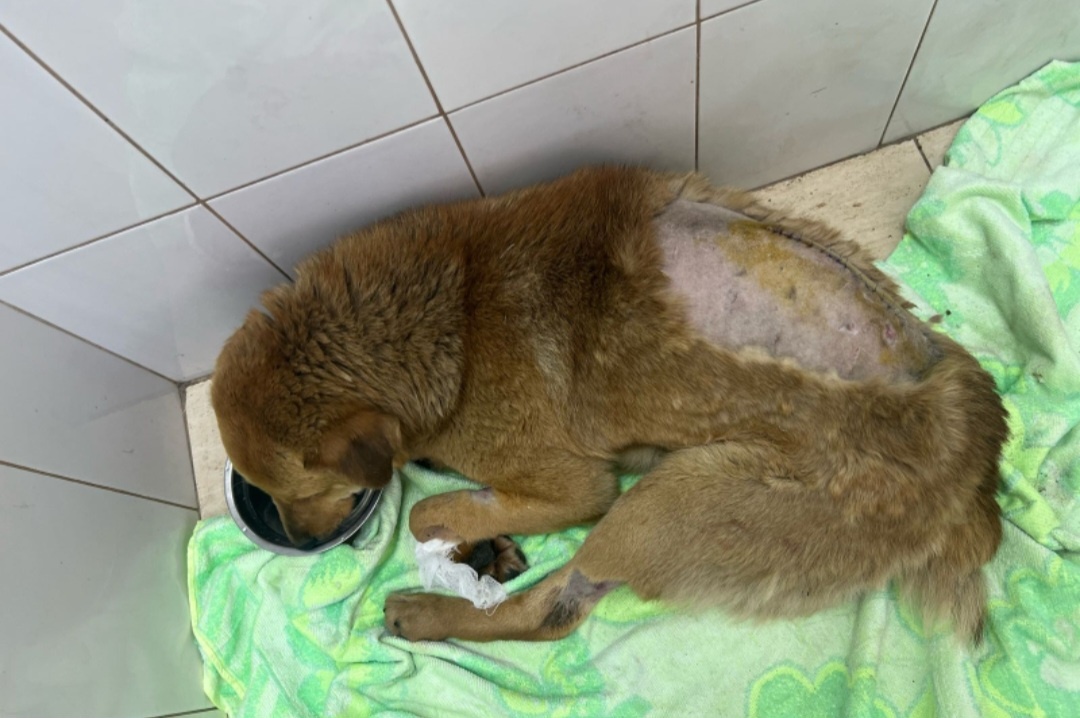 Лисенок в клинике 