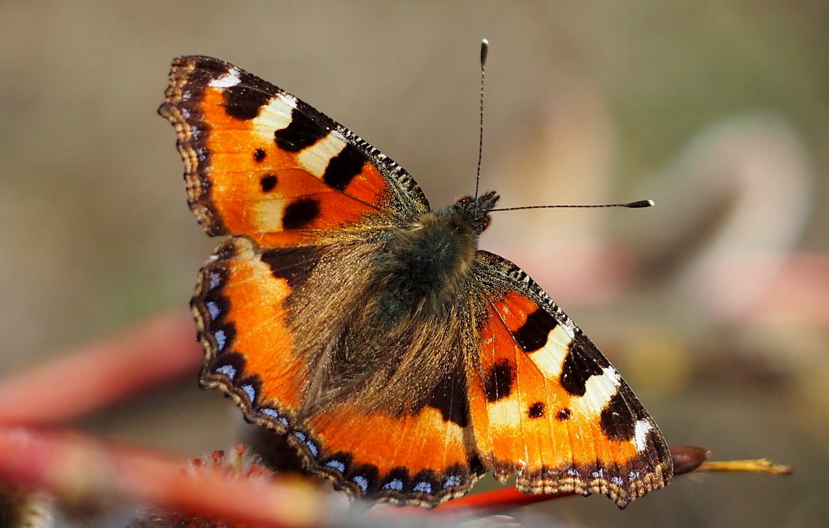 Крапивница Aglais urticae, фото с сайта: https://fotokto.ru/photo/view/5503464.html
