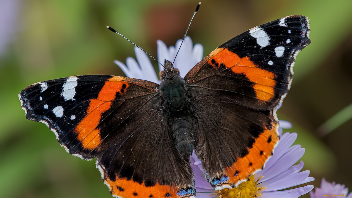 Бабочка красный Адмирал, фото с сайта: https://artfile.me/download/zhivotnye-babochki--motylki--moli-baboch-1427928/1920x1080
