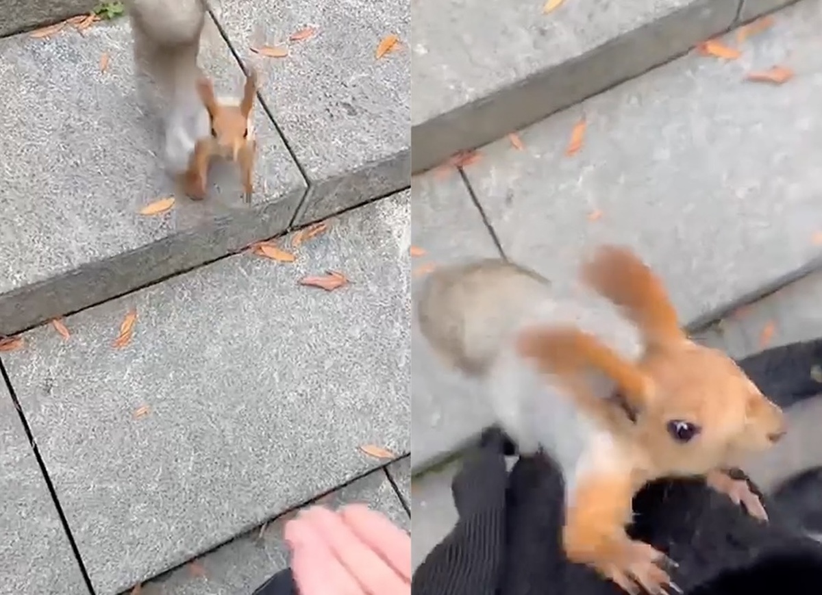    Скриншот видео t.me/typodar