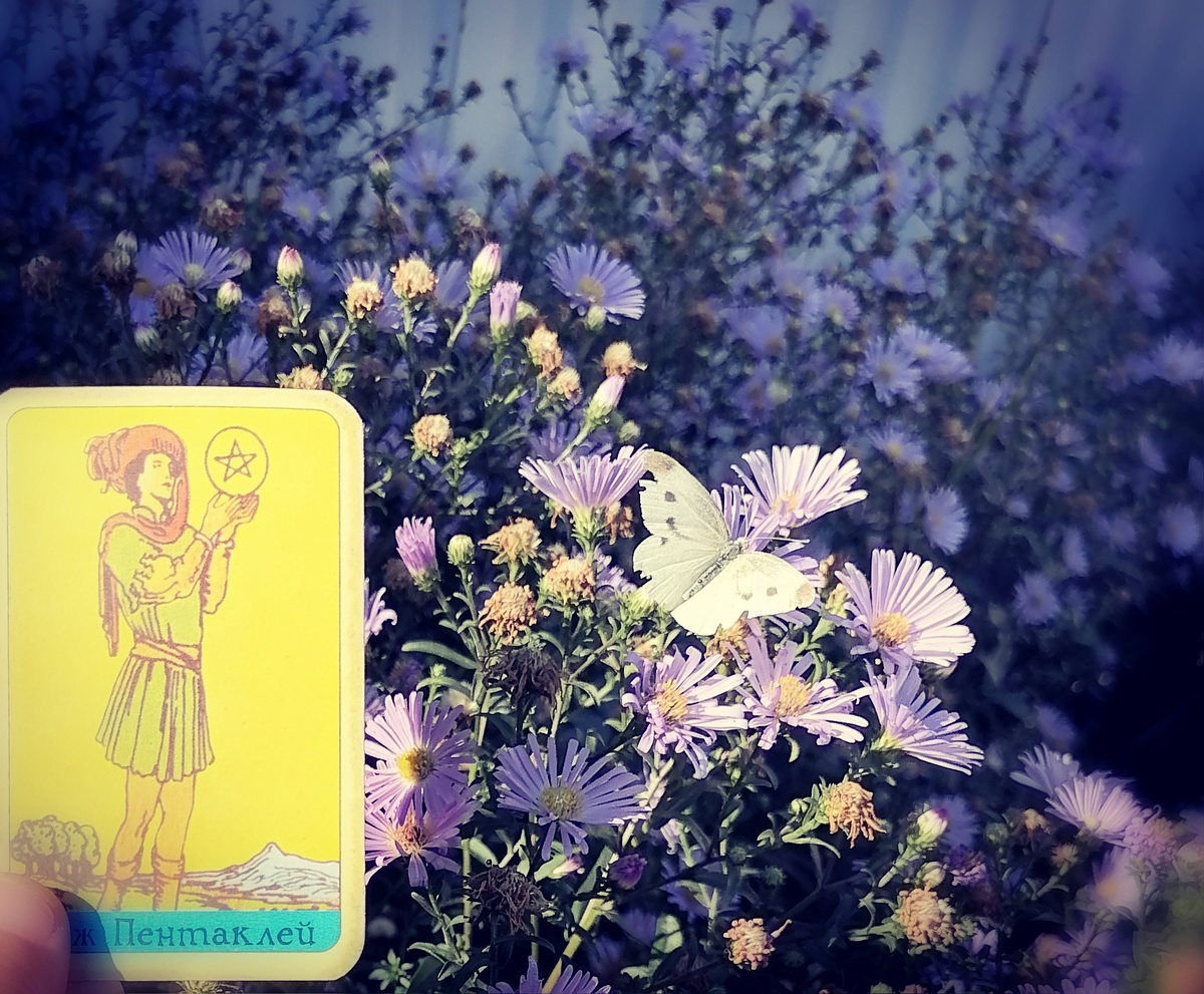 Бабочки очень часто прилетают именно на эти цветы. Правда не знаю как они называются. 