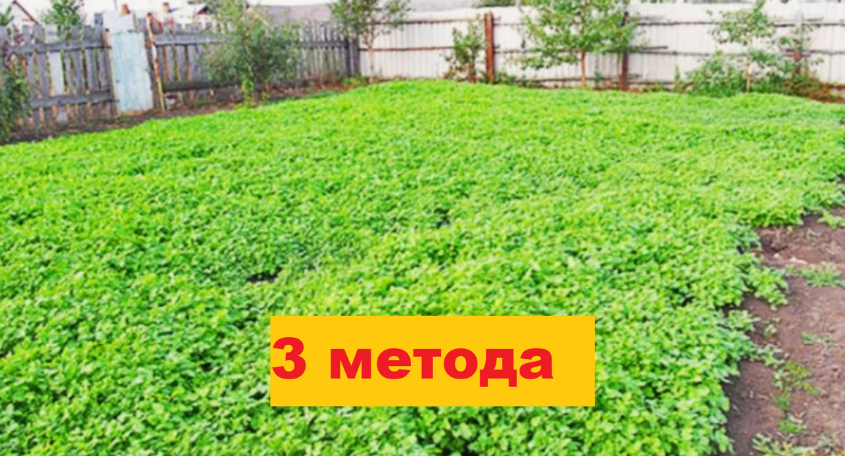 3 органических метода без перекопки