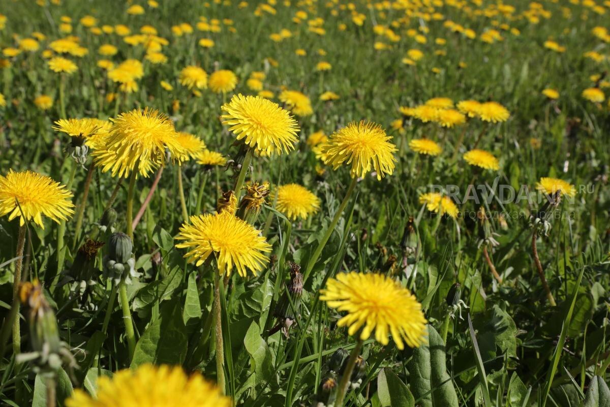    Фактически поселок прекратил существование