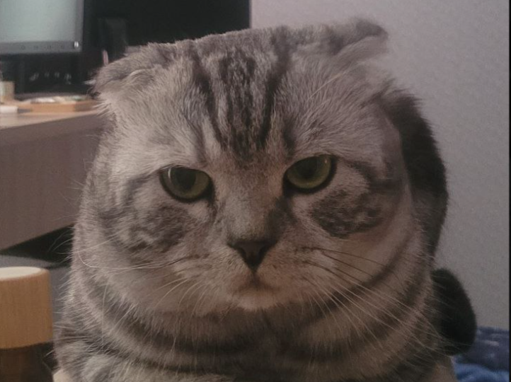 Почему у кошек 9 жизней