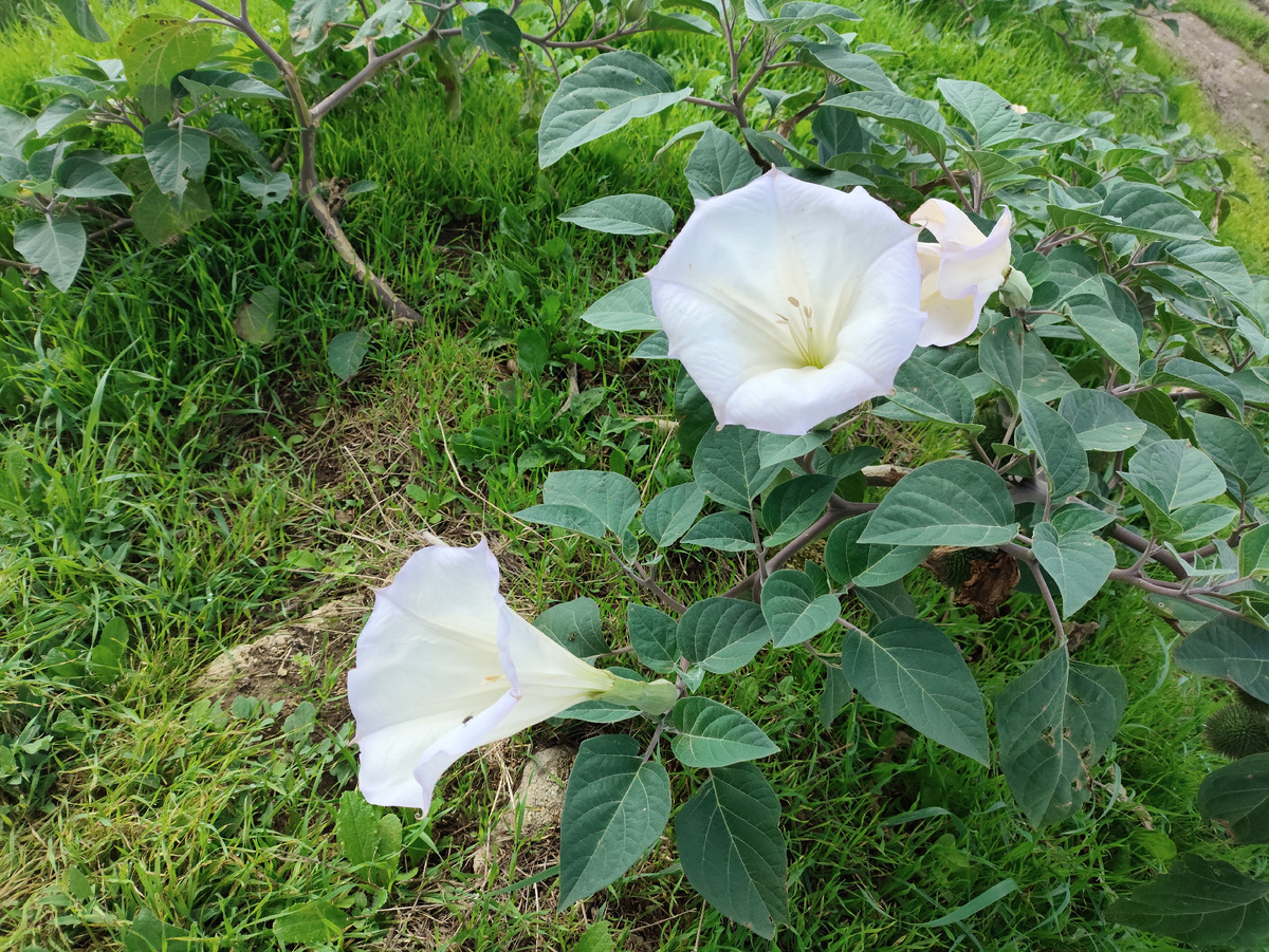 Дурман цветет. Огромные граммофоны
