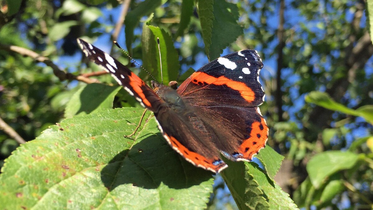 Фото с сайта: https://www.anigaido.com/animaux/lepidopteres/vulcain