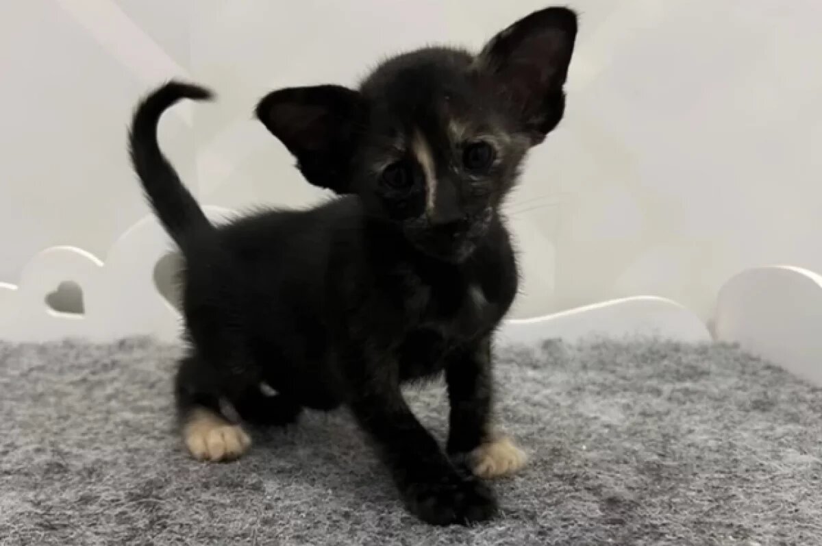    За 70 тысяч рублей продают ориентальную кошку в Новосибирске