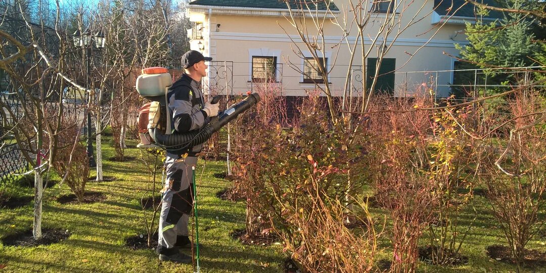 Осенняя забота о садах: как обработка деревьев мочевиной укрепит их иммунитет