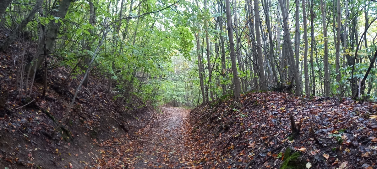 Старокрымский лес