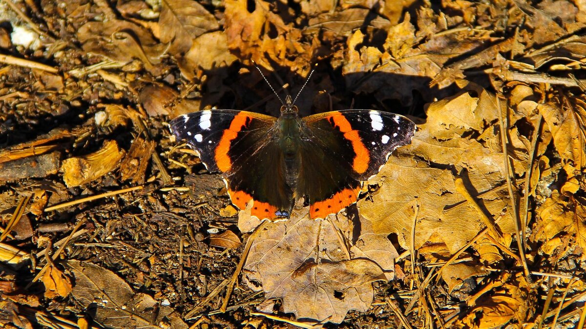 Фото с сайта: https://hdwallsbox.com/autumn-season-butterflies-vanessa-atalanta-red-admiral-wallpaper-67936/