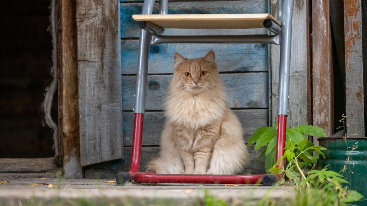    Фото: Федор Воронов/«Ямал-Медиа»