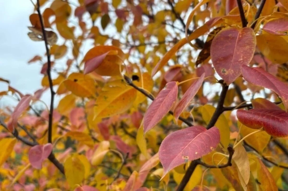    Рабочая неделя начнётся для воронежцев с дождя