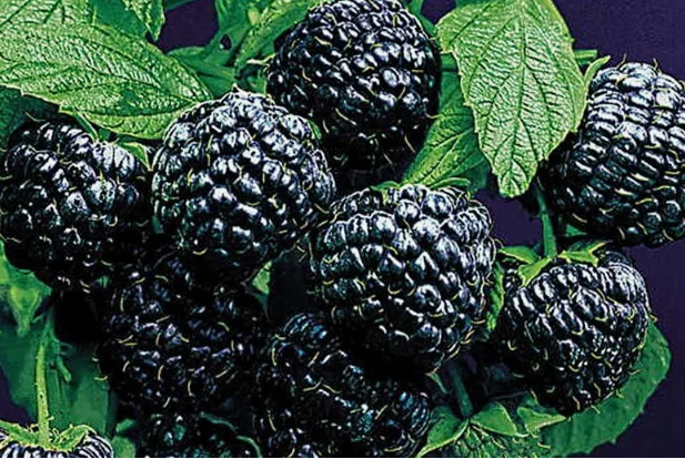 малина Кумберленд