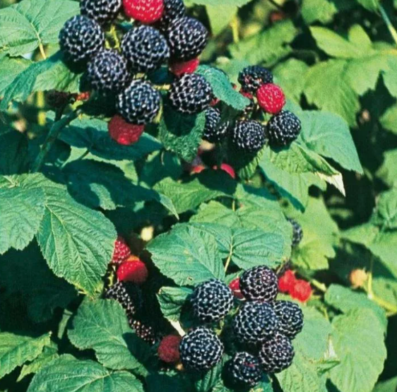 Кумберленд