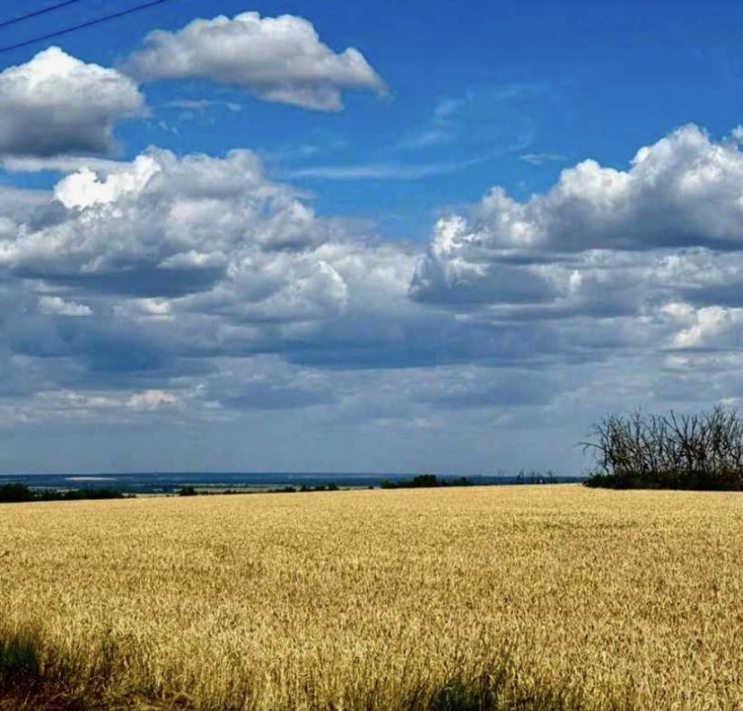    Фото: "Веселовские вести" Веселовские вести