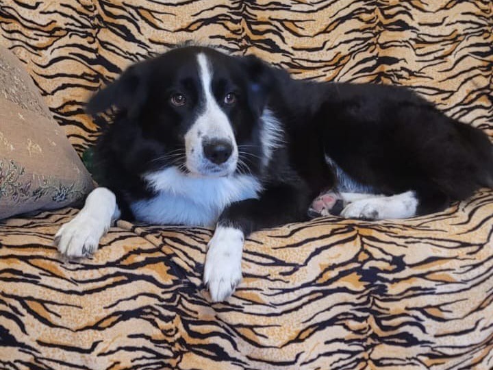 Хозяин очень любит пса, но не может гулять с ним и обеспечивать нормальный уход