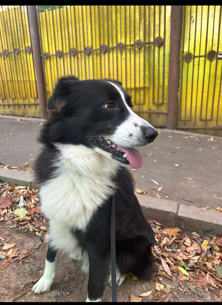 Отличный пёс