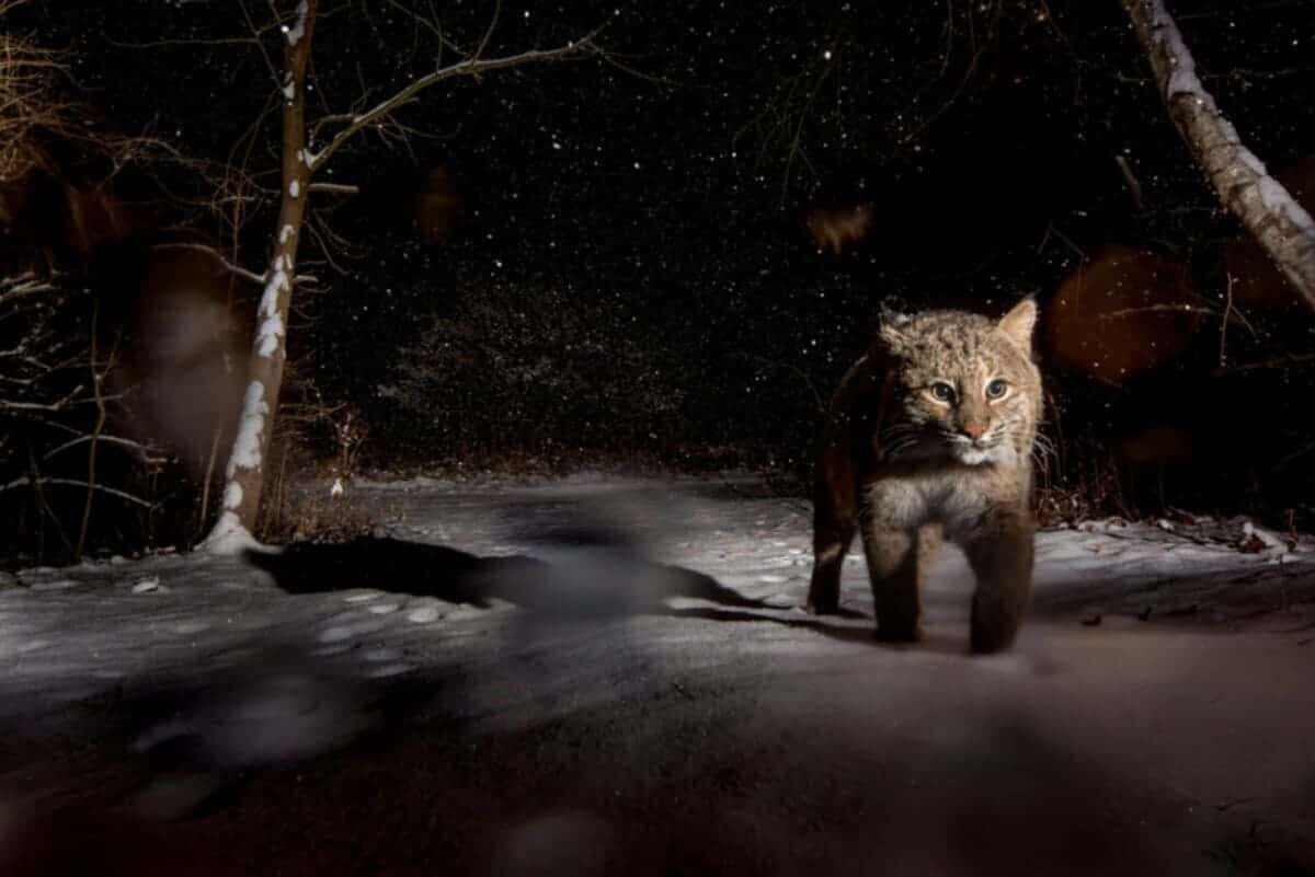    Рысь в Нью-Джерси / © Steve Winter