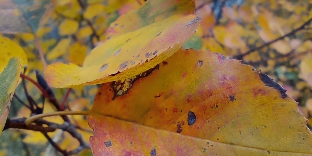 Уроки осеннего листа