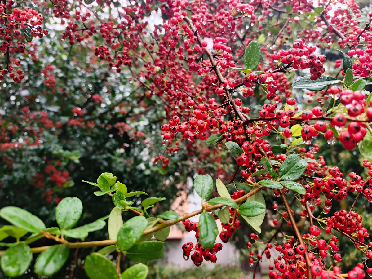 Адлер, Пираканта ярко-красная, октябрь 2025 года