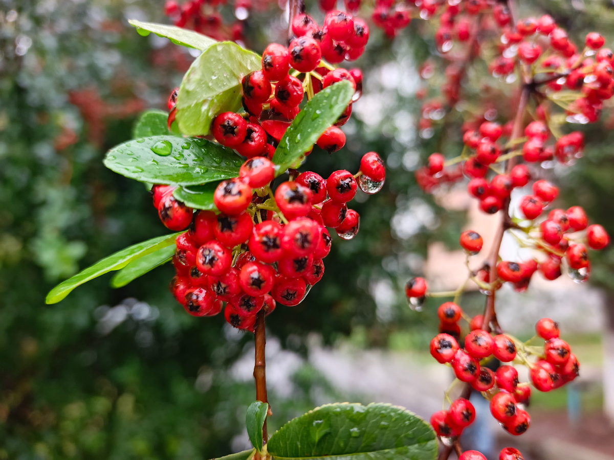 Адлер, Пираканта ярко-красная, октябрь 2025 года