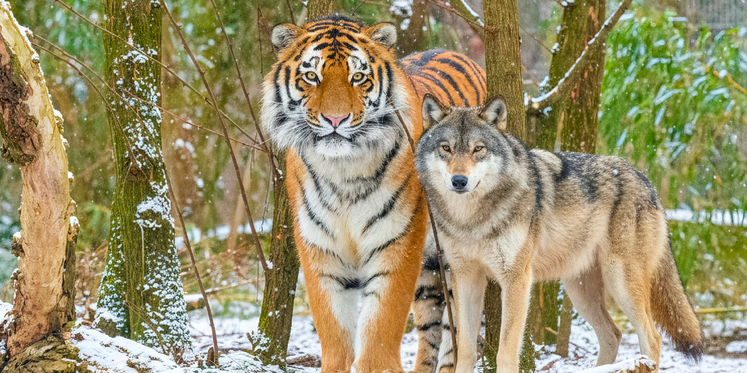 Почему даже матёрый волк обходит амурского тигра стороной