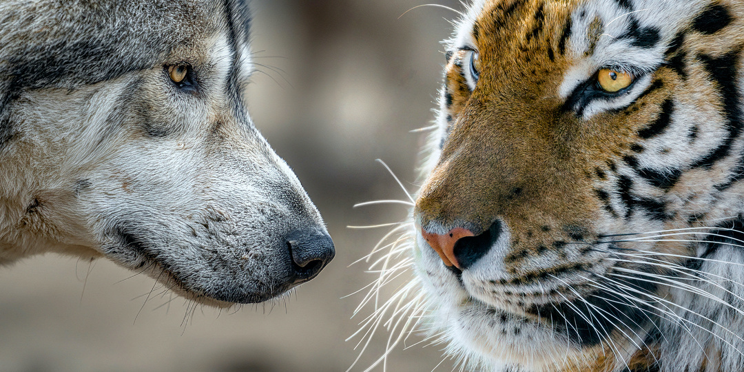 Почему даже матёрый волк обходит амурского тигра стороной