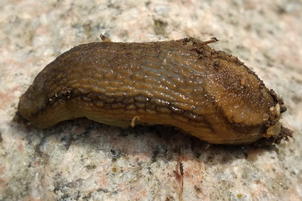 Слизень на участке. Фото автора