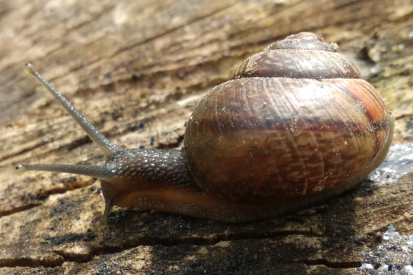 Улитки, также как и слизни наносят вред огороду. Фото автора